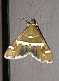 Spoladea recurvalis